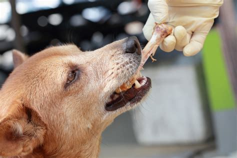 The Dos And Donts Of Giving Your Dog Bones
