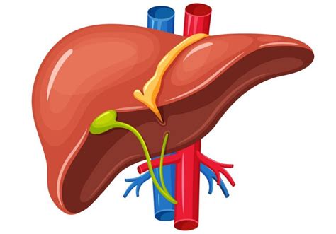 Liver Diagram In Human Body Operations On The Liver Faq Hpblondon