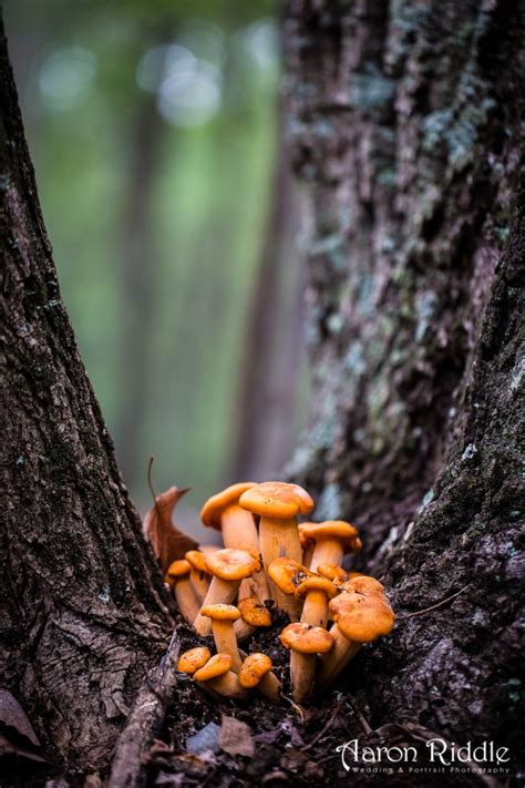 Wild Mushroom Photograph In Winchester Virginia July 2012