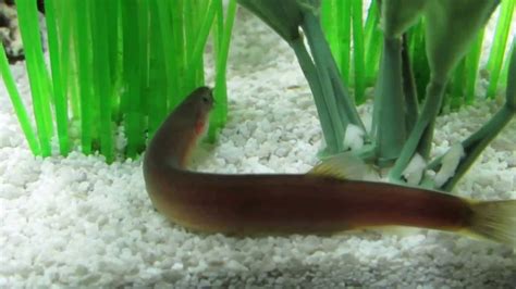 Coolie Black Kuhli Loach Chillin While Searching For Food 1 Youtube