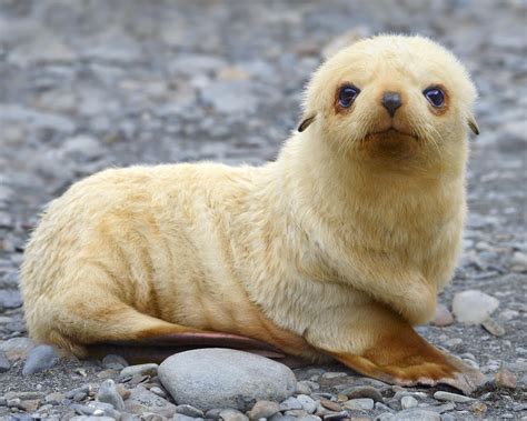 Blondie By Tony Beck 500px Seal Pup Fur Seal Cute Animals