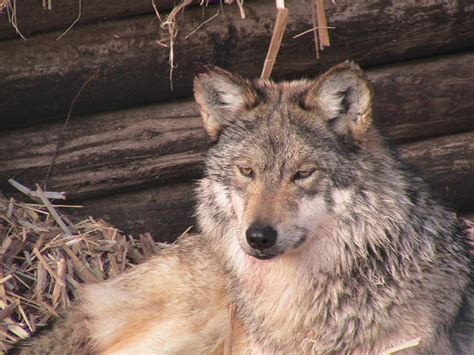 Mexican Gray Wolf Recovery Program — Wildlife Science Center