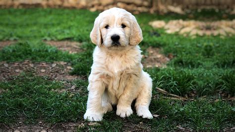 We own the parents, grandparents, great grandparents of our golden retriever puppies. F1 English Teddy Bear Goldendoodle Puppies for sale | Austin, Texas