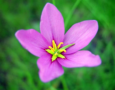Filea Florida Native Pink Flower Found In Wetland Areas