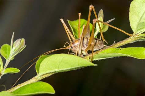 All cricket species are omnivorous, meaning they eat plants as well as in the wild, crickets will eat rotting plant matter and munch on tender leaves and plant shoots. Every Day Is Hump Day When Dealing with Camel Crickets in ...