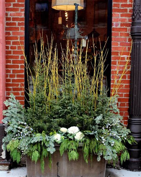 Best 15 Ideas For Winter Container Gardens Garden Pics And Tips
