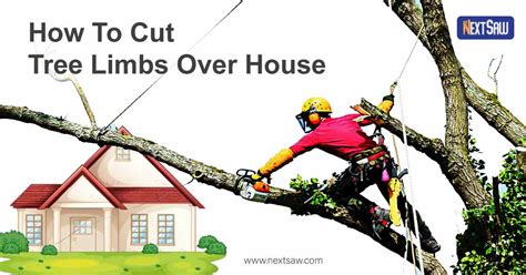 How To Cut Tree Limbs Over House 5 Steps Guideline Next Saw