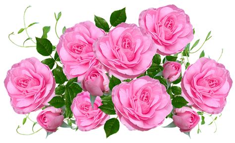 Download Flowers Pink Roses Royalty Free Stock Illustration Image Pixabay