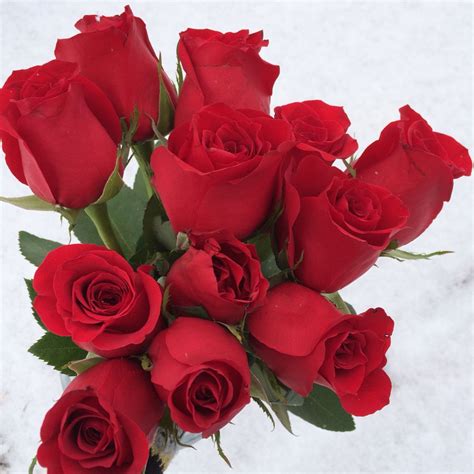 So Pretty Roses So Romantic Rose Flowers Pretty