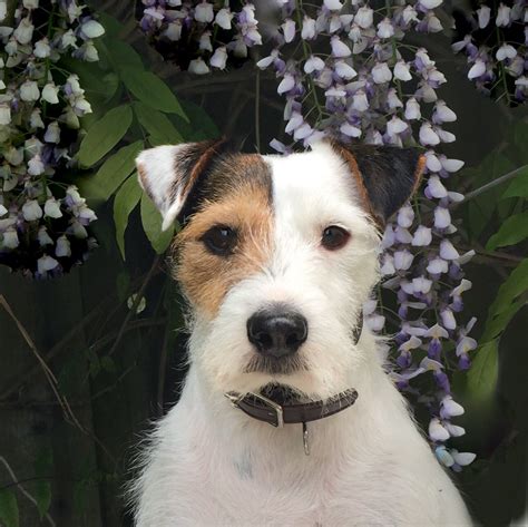 Scout Jack Russell Terrier Rescue Jack Russell Dogs Jack Russell