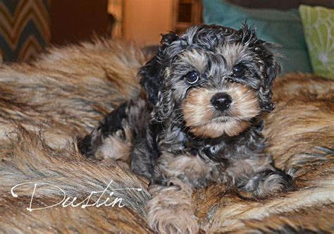 Please view our cockapoo puppies for sale page to see current pictures, prices, and information on puppies that we have available for adoption. Cockapoo Puppies For Sale In Ohio Michigan | Top Dog ...