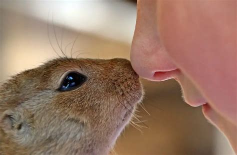 Rabbit Nose Why Do They Wiggle And Twitch 5 Life Saving Facts
