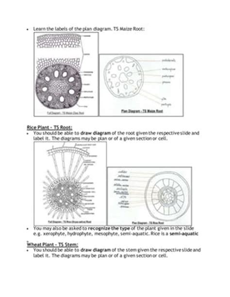 Plan Diagram Of Dicot Root