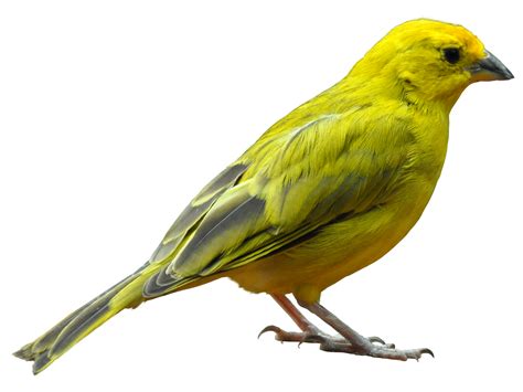 Yellow Bird Standing Png Image Bird Yellow Bird Pet Birds