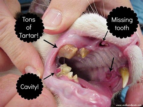exclusively cats veterinary hospital offers information on chronic nasal discharge in cats