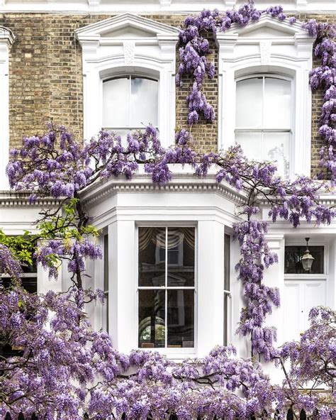 House Covered In Wisteria In Kensington London London Hotels London