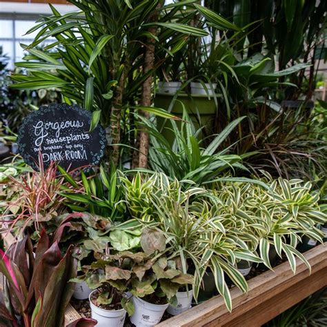 Apr 20, 2021 · and remember, just because your plant is safe for your dog, doesn't necessarily mean that it's harmless for felines. Get to Know Houseplants | Plants, Houseplants, House plants