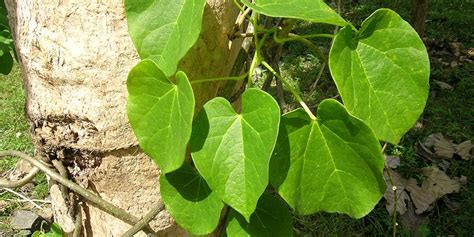 The Benefits Of Guduchi Giloy Ayurvedic Herbs Banyan Botanicals