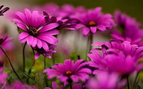 Bright Colored Flowers Wallpaper 2560x1600 66306