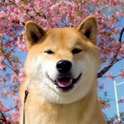 We have 87+ background pictures for you! GAMER DOGE - YouTube