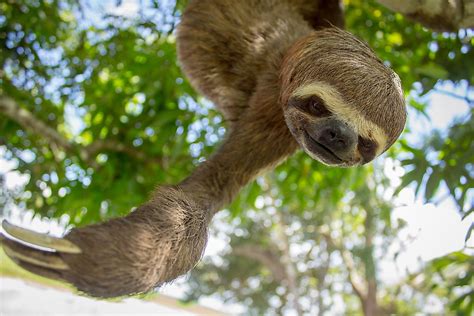 10 Animals Found in Brazil - WorldAtlas