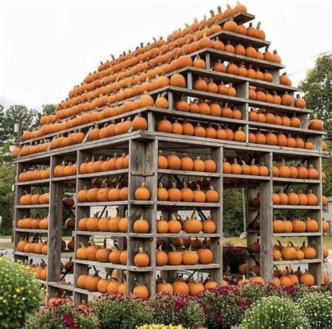 Pumpkin 🎃 Pumpkin House Pumpkin Display Home Garden Design