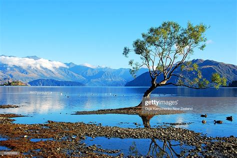 Lone Tree In Lake Wanaka High Res Stock Photo Getty Images