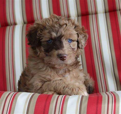 The aussiedoodle is a designer breed that can come in 3 sizes: Puppies For Sale In Nh Under 300 | Top Dog Information