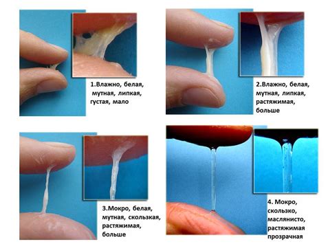 Выделения до во время и после овуляции разновидности и значение