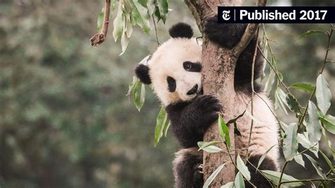 Pandas Are No Longer Endangered But Their Habitat Is In Trouble The