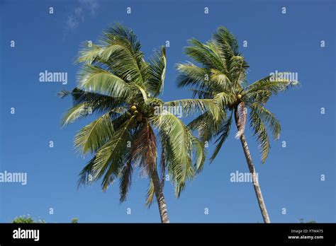 Waving Palm Trees Stock Photo Alamy