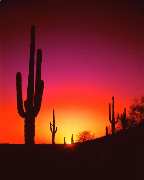 Desert Sunset Photograph By Frank Houck