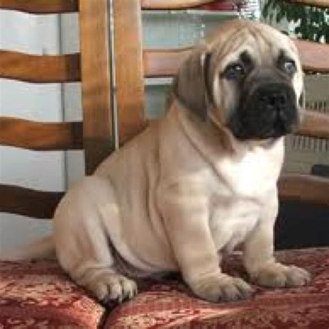 Bull Mastiff Puppy I Will Have One Of These And Himher Tiny