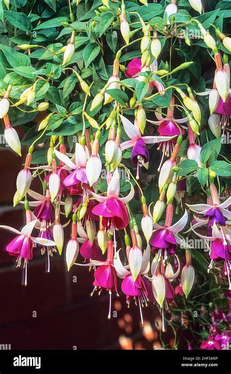 Fuchsia Auntie Jinks In Full Flower With Buds In A Hanging Basket Stock