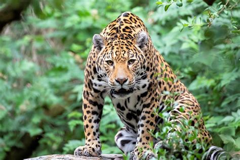 Jaguar Características Alimentación Hábitat Reproducción Depredadores