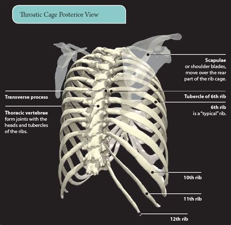 Rib Cage Anatomy Posterior View The Thoracic Cage Unity Companies Rr