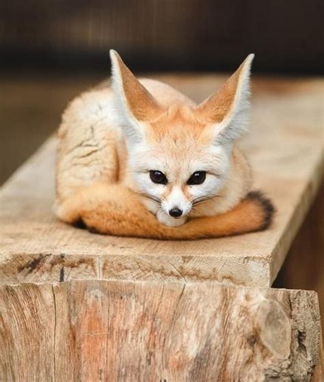 This Fennec Fox Will Melt Your Heart Daily Squee Cute Animals