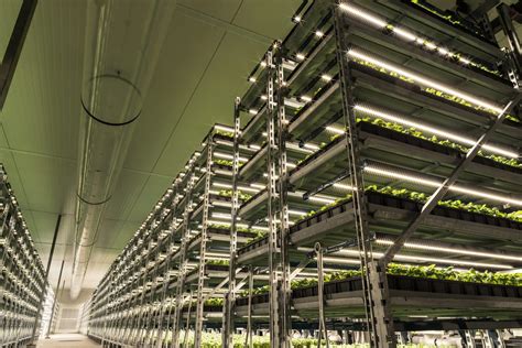 Most herbs grow as annuals and perennials outdoors during the spring and traditionally, herbs were placed on sunny windowsills indoors to promote growth. Greenhouse Herbs Illuminated with LED Lighting | Fluence ...