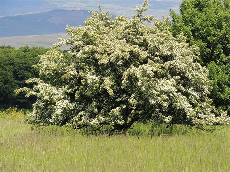 source hawthorn (genus crataegus) is a term used to refer to any member of either the crataegus or (less commonly) the rhaphiolepis genus, composed of shrubs and trees.1the khanna farms had a hawthorn, which was the tree rowan missed the most when at hogwarts.2 1 wandlore 2 hawthorn wand owners 3 appearances 4 see also 5 notes and references the wandmaker gregorovitch wrote that hawthorn. Why Hawthorn is your heart's best friend - Sacred Earth