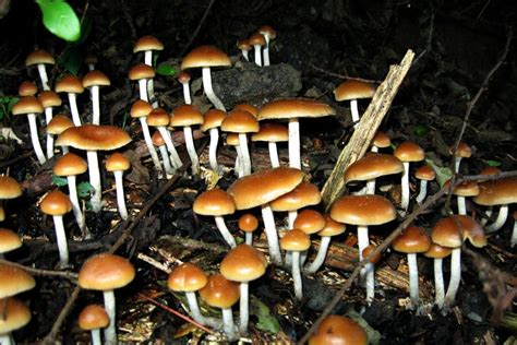 Scientists Uncover What Goes On When We Eat Magic Mushrooms South