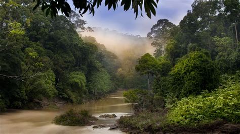 Jungle Forest River Mist Fog Trees Hd Wallpaper Nature And Landscape