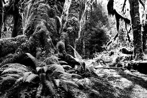 Check spelling or type a new query. Framed Photo Print of HOH RAINFOREST OLYMPIC NATIONAL PARK ...