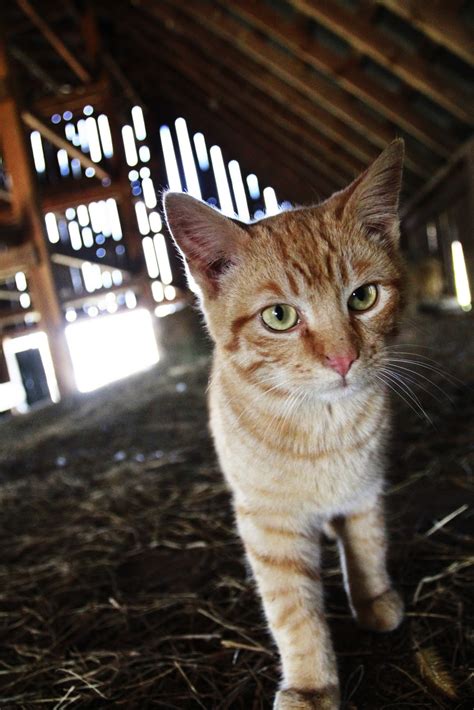 Friends Of Powell Countys Pets Barn Cats Are A Lofty Idea