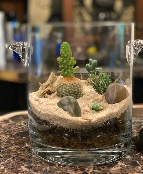 Build Your Own Cactus Terrarium With Pictures Succulents Network