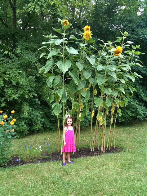 Grow Giant Sunflowers In The Garden Love Garden Giant Sunflower Garden