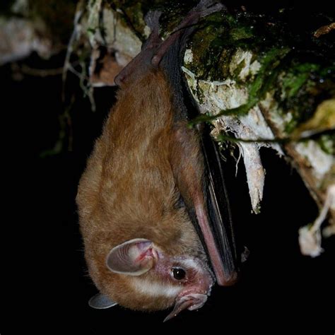 25 Of The Cutest Bat Species