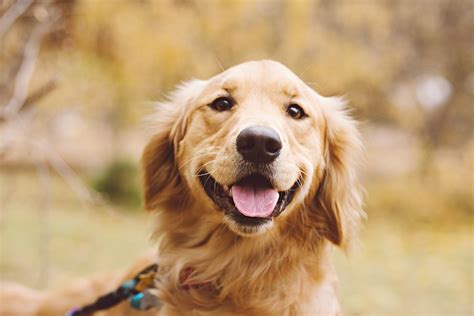 Golden Retrievers Reaction To Being Told Shes Beaten Cancer Melts Hearts