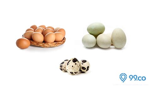 Harga telur ayam adalah sumber daripada flfam. Daftar Harga Telur Ayam, Puyuh, dan Bebek Terlengkap Tahun ...