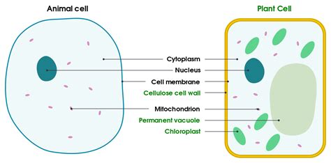 Animal cells usually have an irregular shape, and plant cells usually have a regular shape. File:Differences between simple animal and plant cells (en ...