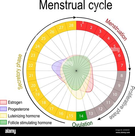 Ovarian Cycle Flow Chart